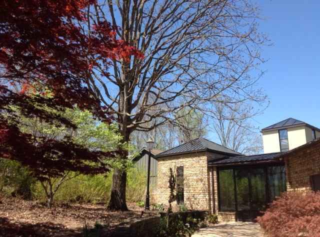 Downing_exterior_trees