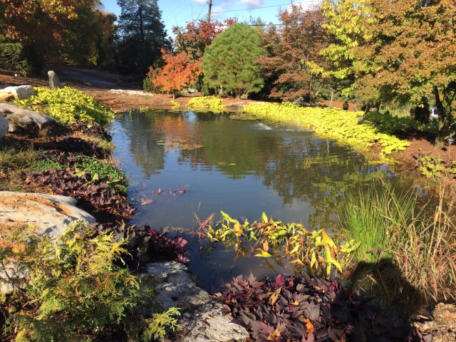 Arboretum_pond_Alice_2017-10