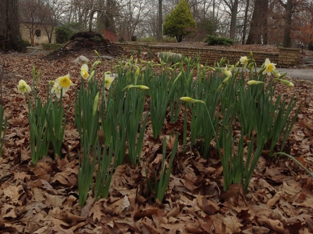 Daffodils at The Downing Museum