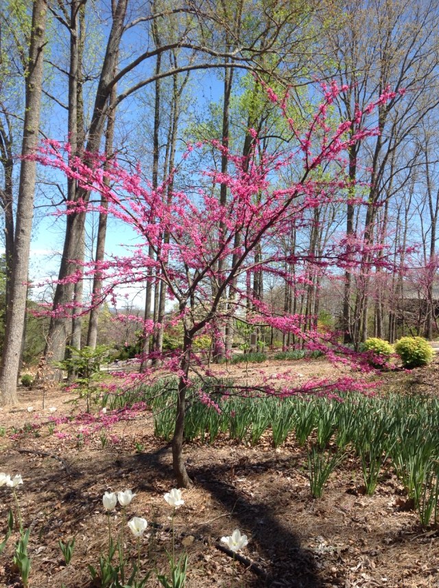 Downing_redbud_tulips