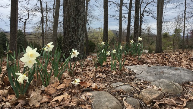 Daffodils at The Downing Museum with landscape in the background.