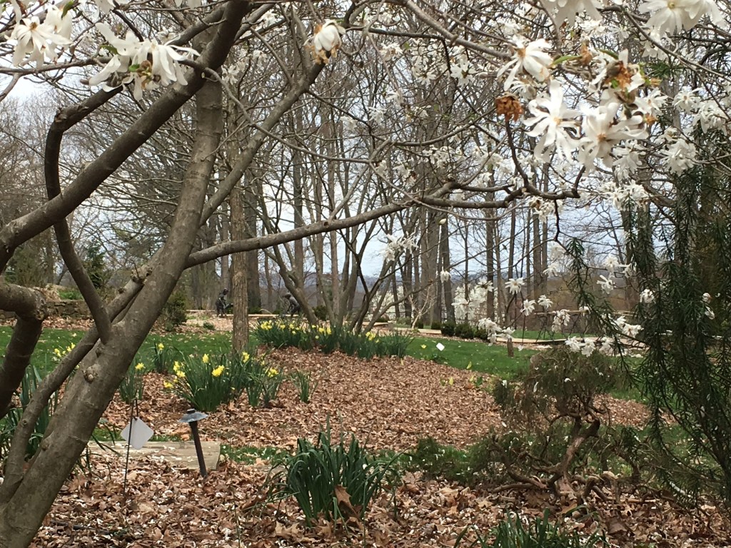 Photo of flowering tree and daffodils at arboretum.